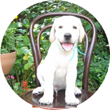 ブルー子犬(IZARA 男の子)